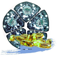 ALIVE ЗА ЗДРАВЕ И РЕГЕНЕРАЦИЯ